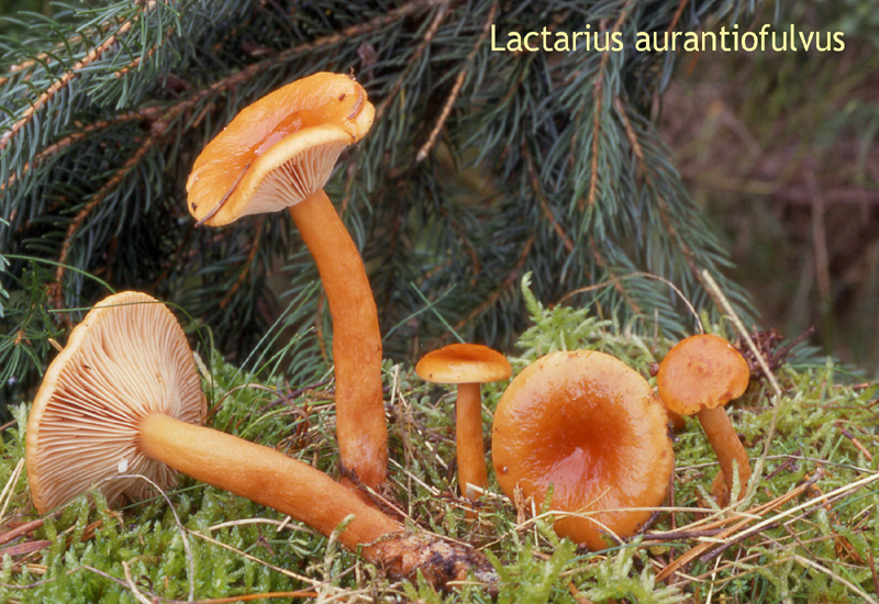 Lactarius aurantiofulvus-amf1102.jpg - Lactarius aurantiofulvus ; Syn: Lactarius aurantiacus ; Nom français: Lactaire fauve orangé